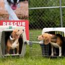 Beagle Freedom Project (BFP), the release of 500 beagles from Ridglan Farms in Dane County, Wisconsin,