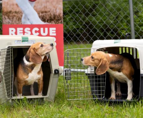 Historic Rescue of 500 Beagles from Ridglan Farms with Beagle Freedom Project