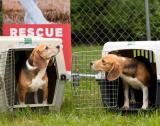 Historic Rescue of 500 Beagles from Ridglan Farms with Beagle Freedom Project