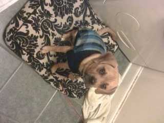 Pet IDs: Tag Your Pets So You Don&rsquo;t Lose Them!