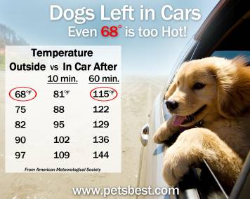 Sitting in a hot car can pose a serious threat to canines’ health