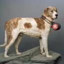 Barry der Menschenretter Rescue dog from the 1800’s