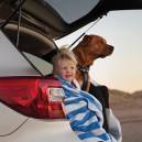 Car trip with Fido