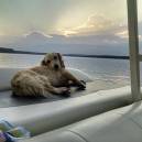 Fido naps in style on Lake Ouachita