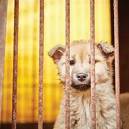 South Korea is the only country known to have established large intensive farming systems to supply the demand for dog meat