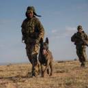 Dogs Take on War with Rhino Poachers in Africa.