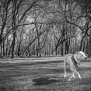 Cane's Bucket List&mdash;A beloved dog&rsquo;s diagnosis of terminal cancer inspired his owners to come up with a creative way to cope.