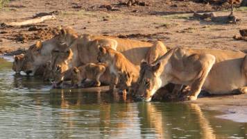 Lions drinking from local water hole