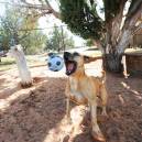 Best Friends Animals Sanctuary