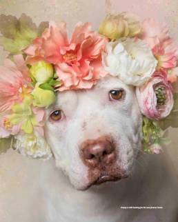 Floral Crown on Pit Bull
