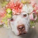 Floral Crown on Pit Bull