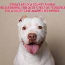 Creasy, Pit Bull who sat in shelter for over a year as evidence