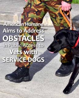 Veteran and service dog 