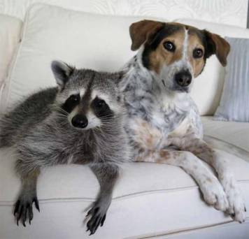 Pumkin, a raccon, and his dog buddy Oreo