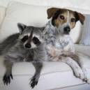 Pumkin, a raccon, and his dog buddy Oreo