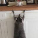 raccoon hanging from counter