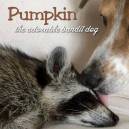 Pumpkin, the adorable bandit dog