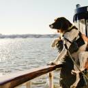 Canine Cruises, CREDIT Potomac Riverboat Co2