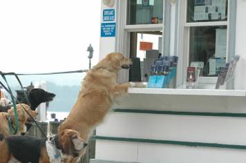 Canine Cruises, CREDIT Potomac Riverboat Co5