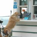 Canine Cruises, CREDIT Potomac Riverboat Co5