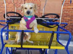 Skipper the Travel Dog