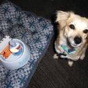 Fido friendly accomodations