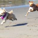 Skipper the Travel Dog with new fido friend