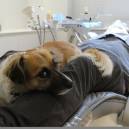 Luna has become an intrinsic part of treatment at The Dental Boutique