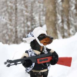 Crusoe Hunter Dachshund