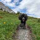 Rosa running free in the vast wilderness of the Swiss Alps