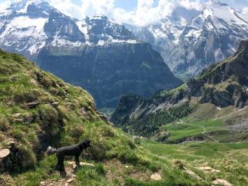 Rosa exploring the dramatic cliffs of Switzerland