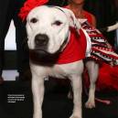 Abigail, a pit bull, was brought into a busy Miami-Dade animal control agency last November.