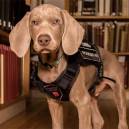 Riley, Bug Sniffing Weimaraner Pup