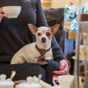 Pet friendly hotel in Portland OR
