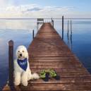 Dog on the dock of the Shallows Resort