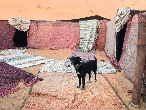 travel to morocco with dog