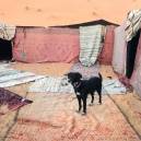 Traveling with a dog