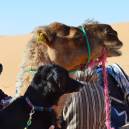 camel and dog
