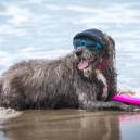 Fido hanging on the beach with cap, sunglasses, and frisbee