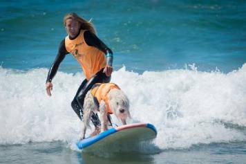 Fido Friendly surfing