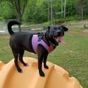 4Paws Kingdom guest dog