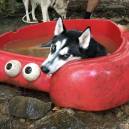 4Paws Kingdom guest dog in lobster pool