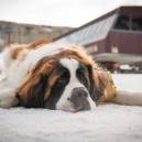 Bachelor Gulch's hotel St Barnard dog, Bachelor, taking a snooze in the snow