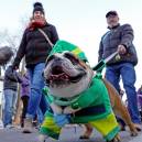Dogs are part of the parade during ULLR Fest and other Breck festivals.