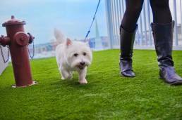 Waggin at the waterpark in Greenville