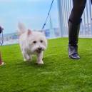 Waggin at the waterpark in Greenville