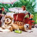 Outside doggie dining in Greenville