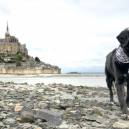 My dog Shark posing in front of the famous Mont Saint Michel