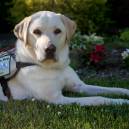 Sully, an America’s VetDogs’ service dog joined the Bush household in June of 2018