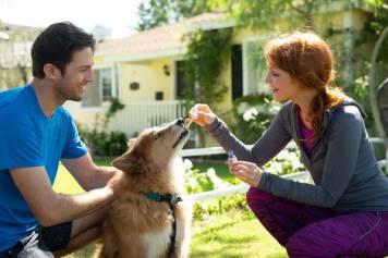 Cannabidiol (or CBD) for pets